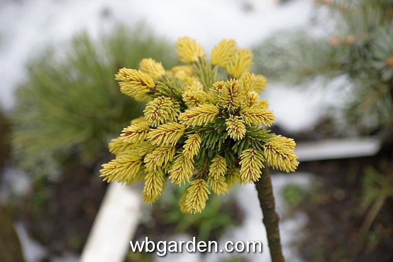 wbgarden dwarf conifers 35.JPG